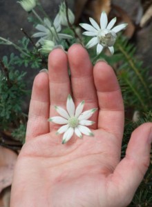 Flannel flowers growing in New South Wales.