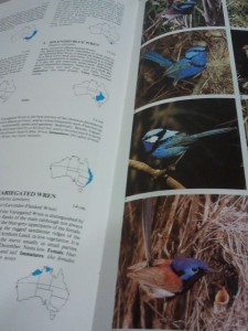 Wrens from Trounson's Australian Birds (2nd ed., 1989, PR Books, Frenchs Forest N.S.W., p. 109).