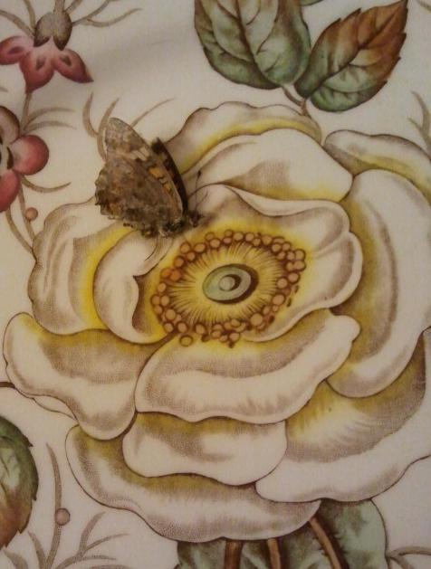  - Butterfly-on-John-Maddock-and-sons-Old-Rose-plate