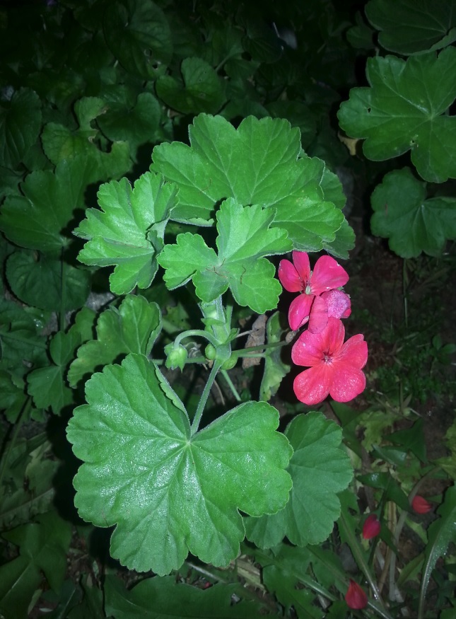 Night geraniums